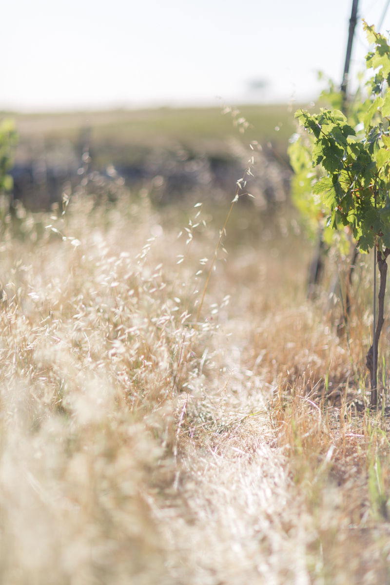 Vignes d'Anjou